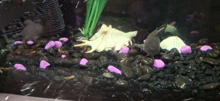 Фотография покупателя товара Мраморная крошка «Пижон Аква», фр. 5-10 мм, агат, 800 г - Фото 1