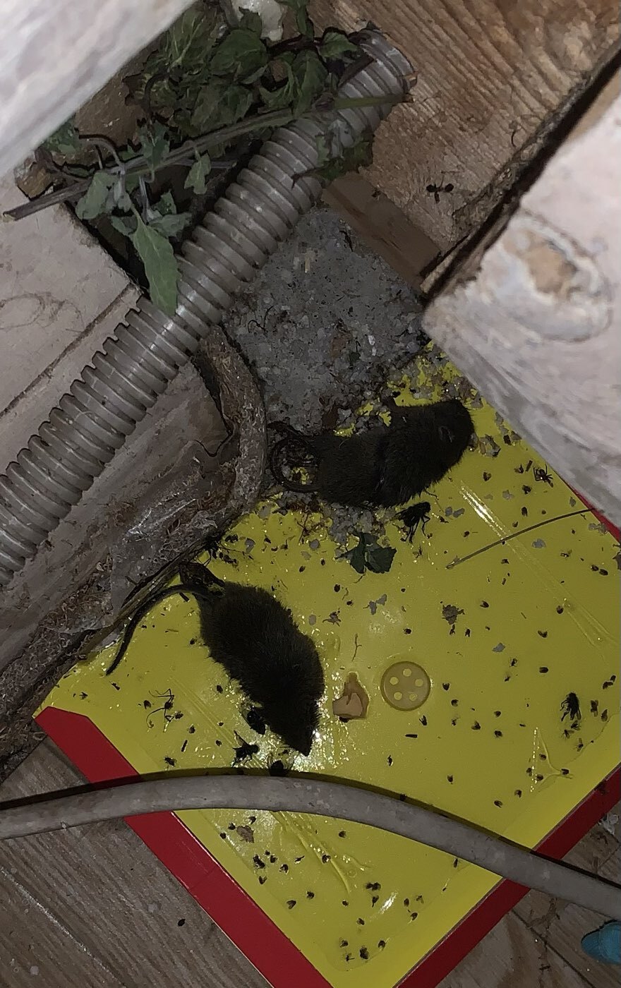 Фотография покупателя товара Клеевая ловушка от крыс и других грызунов "MR. MOUSE" - Фото 2