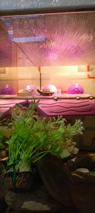 Фотография покупателя товара Набор растений искусственных для аквариума (2 шт), 12 см - Фото 1