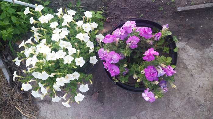 Фотография покупателя товара Семена цветов Петуния «Шифон», F1, обильноцветущая, 5 шт., однолетник, «Аэлита» - Фото 1