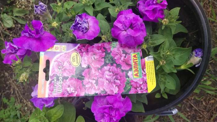 Фотография покупателя товара Семена цветов Петуния «Шифон», F1, обильноцветущая, 5 шт., однолетник, «Аэлита» - Фото 2