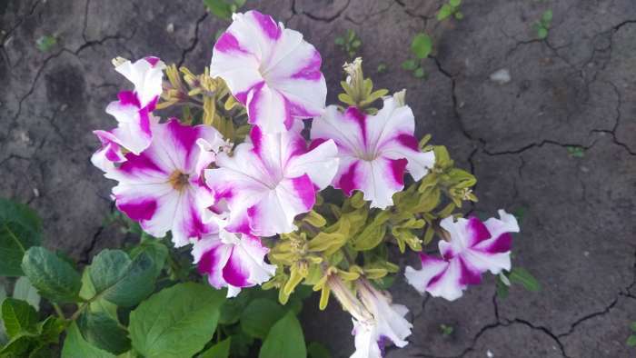 Фотография покупателя товара Семена цветов Петуния грандифлора "Кан кан бургунди" 10 шт - Фото 5