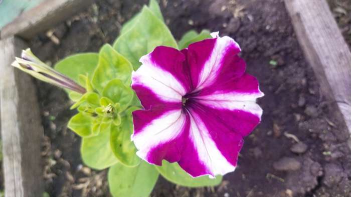 Фотография покупателя товара Семена цветов Петуния грандифлора "Кан кан бургунди" 10 шт - Фото 4