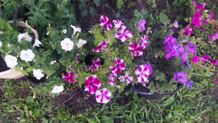 Фотография покупателя товара Семена цветов Петуния грандифлора "Кан кан бургунди" 10 шт - Фото 3