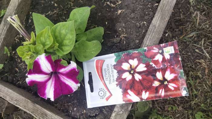 Фотография покупателя товара Семена цветов Петуния грандифлора "Кан кан бургунди" 10 шт - Фото 6