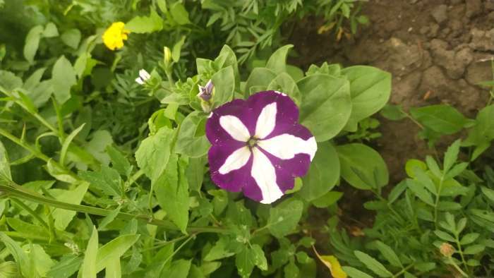 Фотография покупателя товара Семена цветов Петуния ампельная "Лавина синяя звезда" F1 10 шт - Фото 1