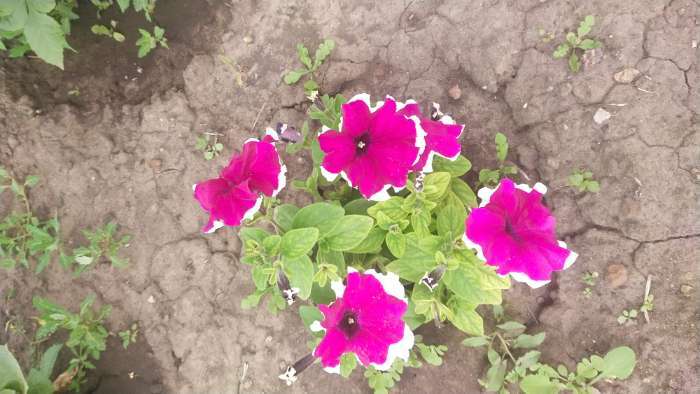 Фотография покупателя товара Семена Цветов Петуния «Малиновый каприз», F1, 7 шт., «Агрофирма АЭЛИТА» - Фото 7