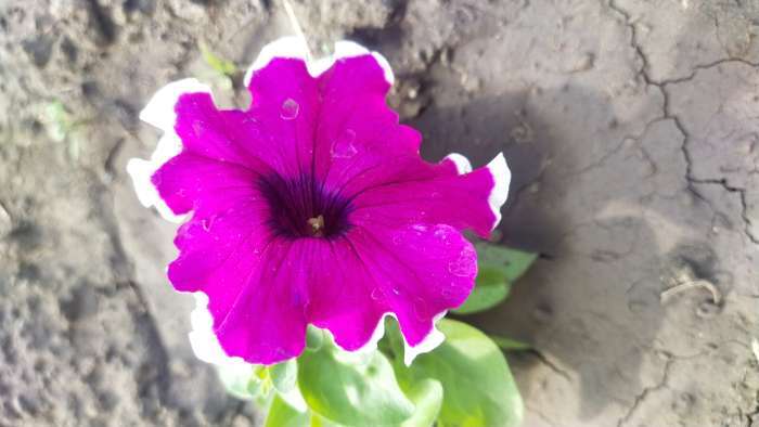 Фотография покупателя товара Семена Цветов Петуния «Малиновый каприз», F1, 7 шт., «Агрофирма АЭЛИТА» - Фото 8