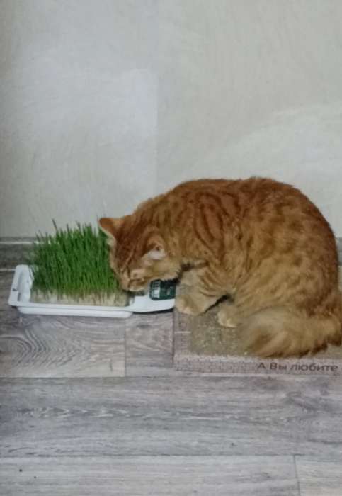 Фотография покупателя товара Трава TiTBiT для кошек, пшеница, 50 г - Фото 2