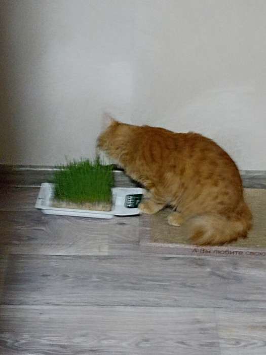 Фотография покупателя товара Трава TiTBiT для кошек, пшеница, 50 г - Фото 1