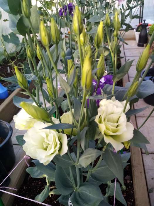 Фотография покупателя товара Семена цветов Эустома Мариачи "Лайм Грин", Сем. Алт, ц/п, 5 шт - Фото 2