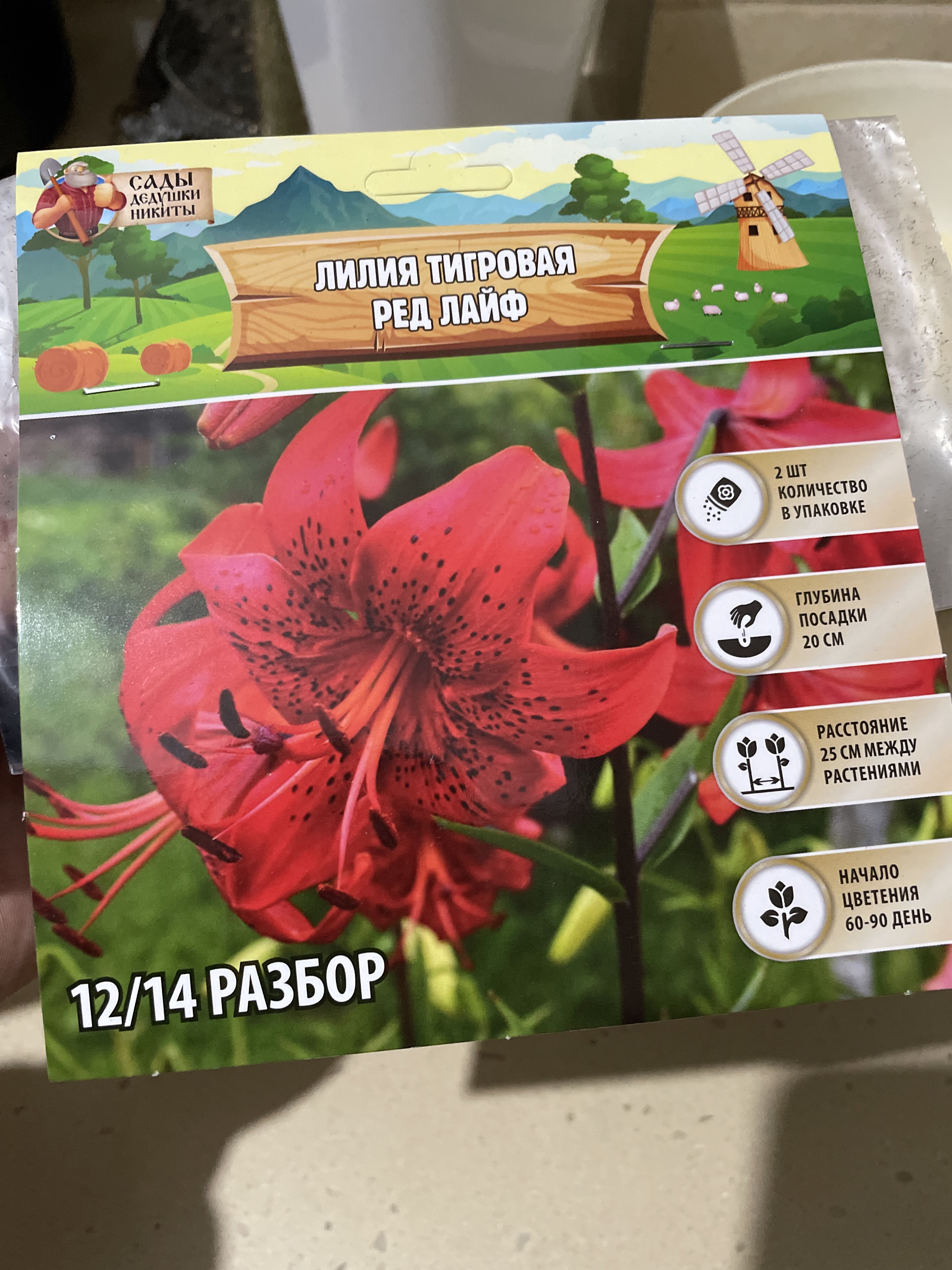 Фотография покупателя товара Лилия Тигровая Red Life, луковица в пакете с перфорацией, р-р 12/14, 2 шт. - Фото 645