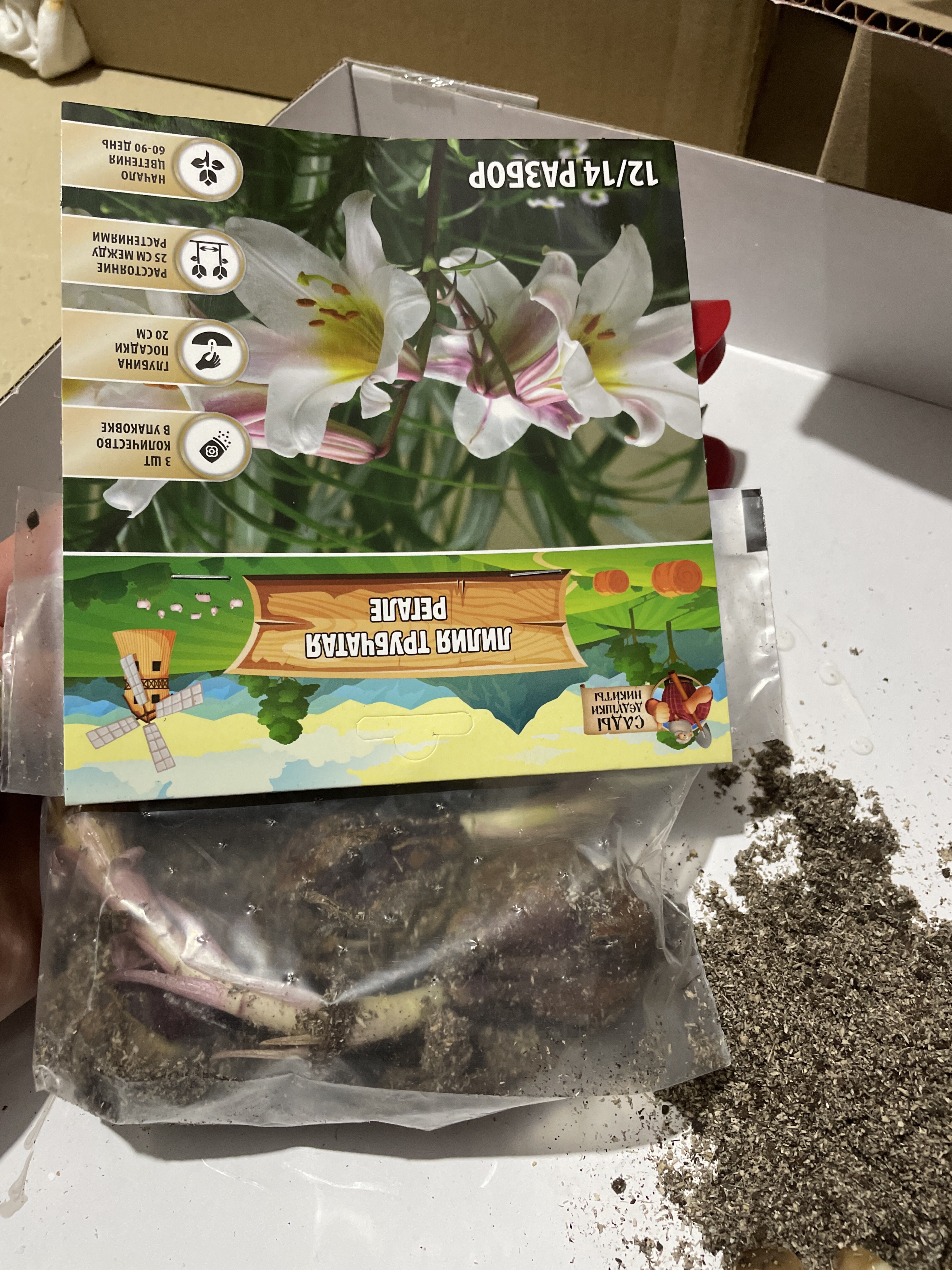 Фотография покупателя товара Лилия Тигровая «Свит Суренде», луковица в пакете с перфорацией, р-р 12/14, 3 шт. - Фото 102