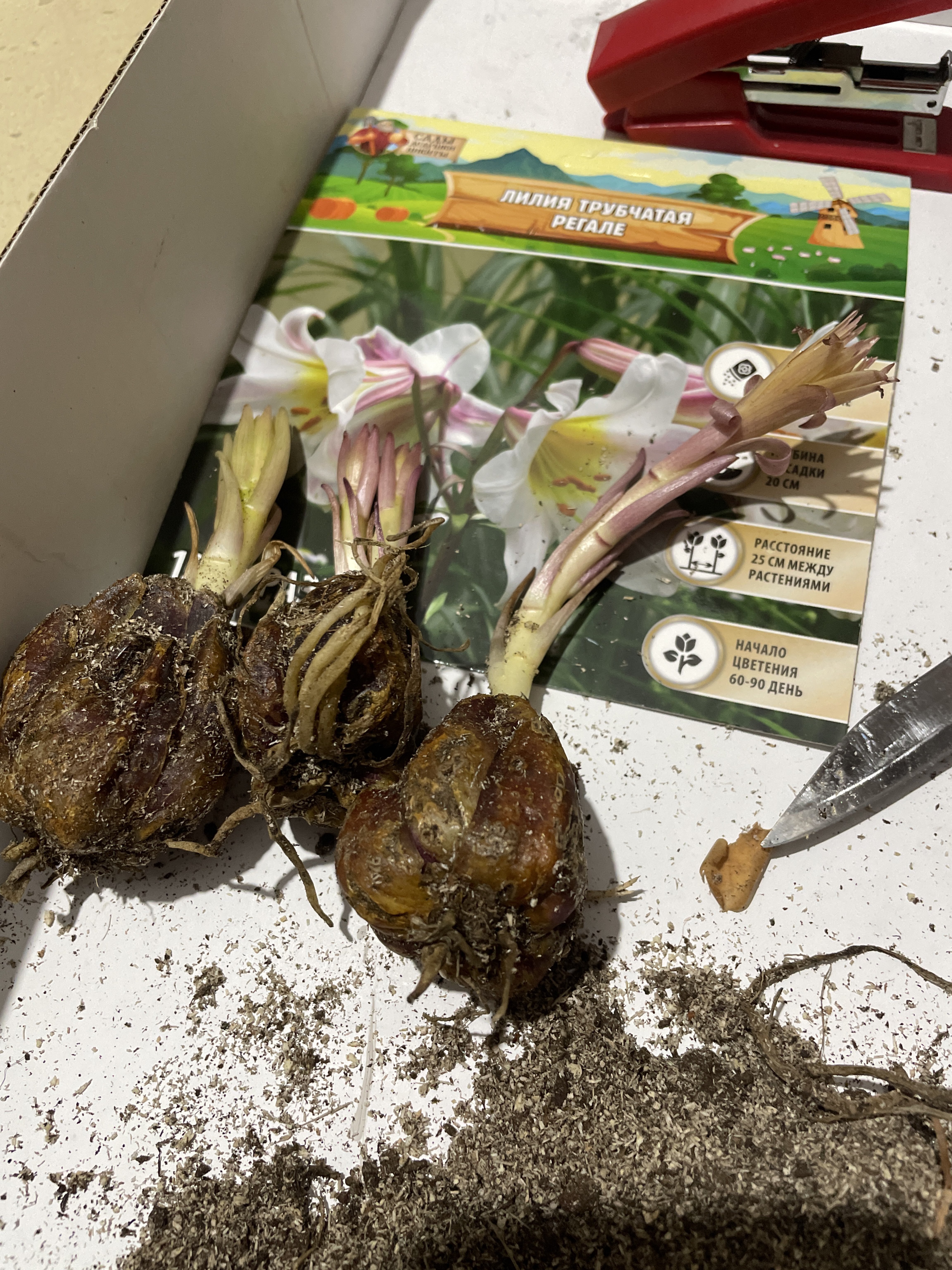 Фотография покупателя товара Лилия Тигровая «Свит Суренде», луковица в пакете с перфорацией, р-р 12/14, 3 шт. - Фото 101