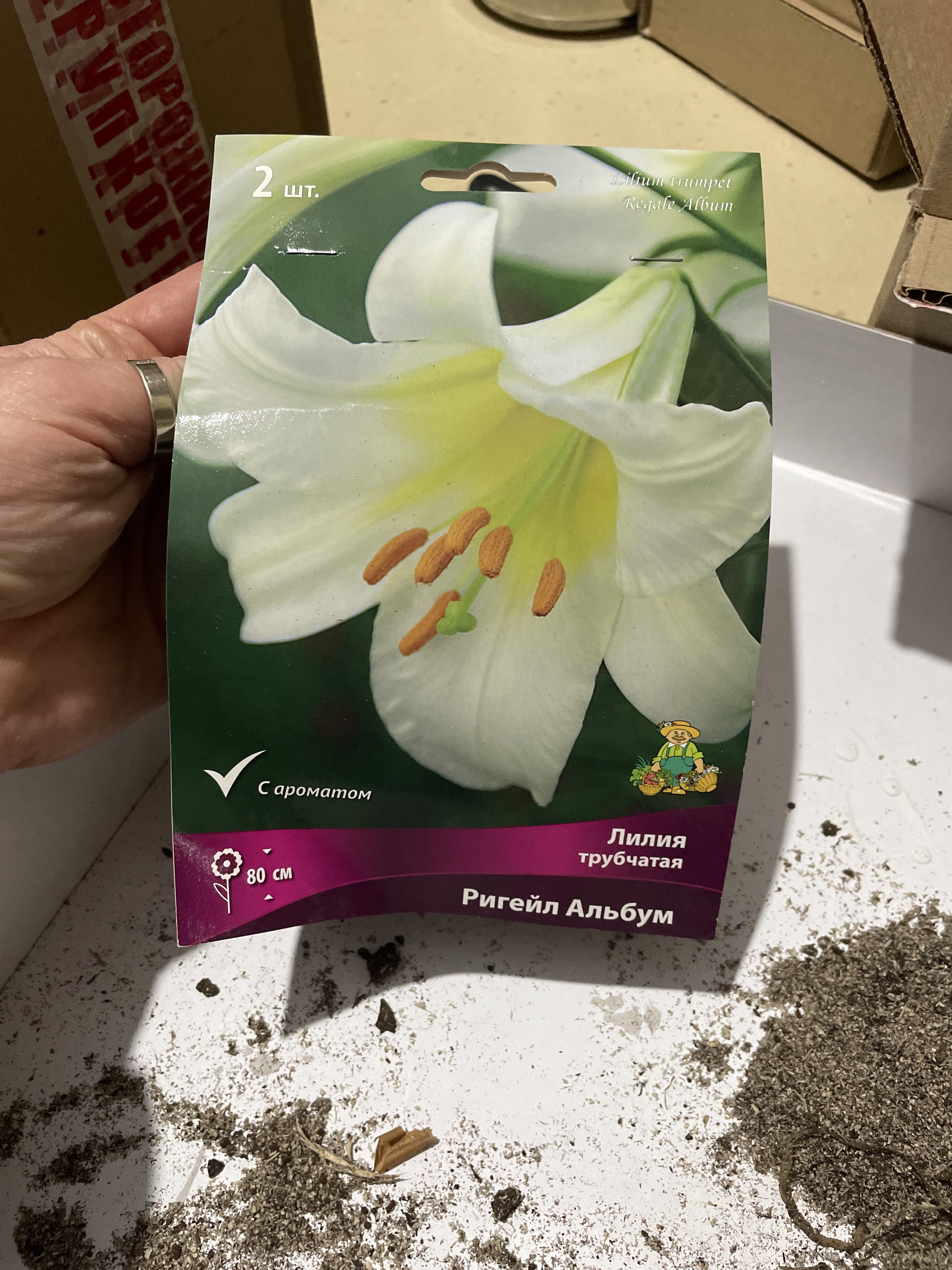 Фотография покупателя товара Лилии Трубчатые «Ригейл Альбум», 14/16 р-р, 2 шт. 80 h(см), Осень 2025 - Фото 3