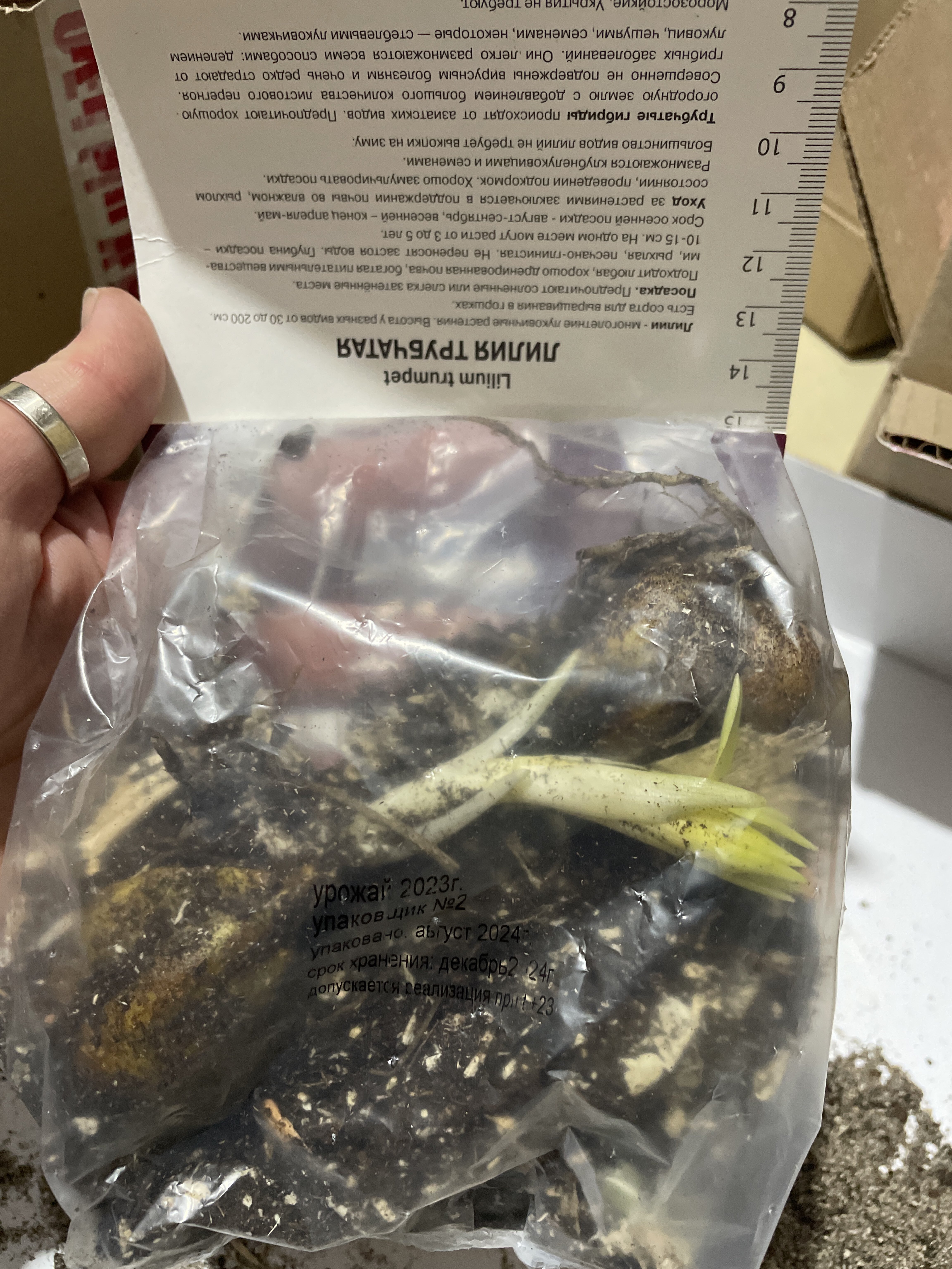 Фотография покупателя товара Лилии Трубчатые «Ригейл Альбум», 14/16 р-р, 2 шт. 80 h(см), Осень 2025 - Фото 2