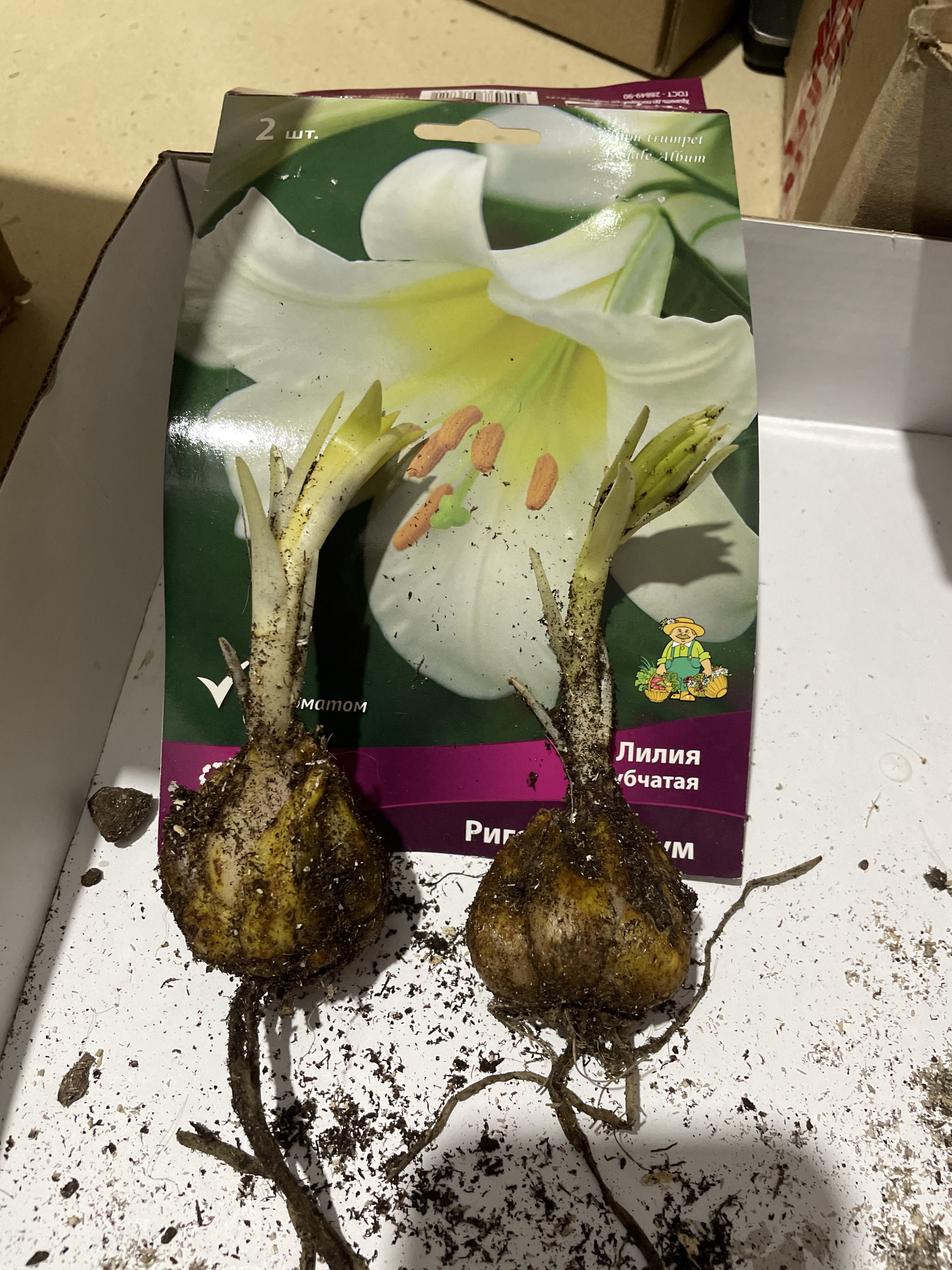 Фотография покупателя товара Лилии Трубчатые «Ригейл Альбум», 14/16 р-р, 2 шт. 80 h(см), Осень 2025 - Фото 1
