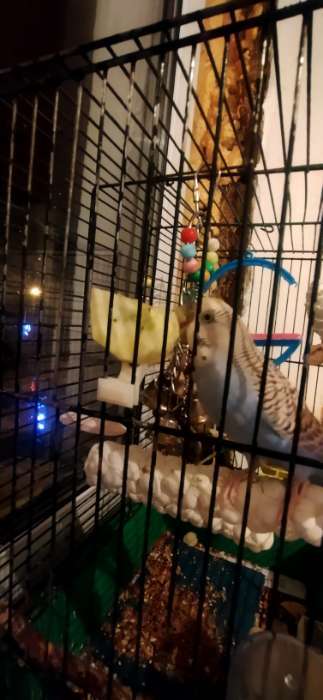 Фотография покупателя товара Вилка для фруктов малая 1,6 х 3,2 см (набор 5 шт) - Фото 1