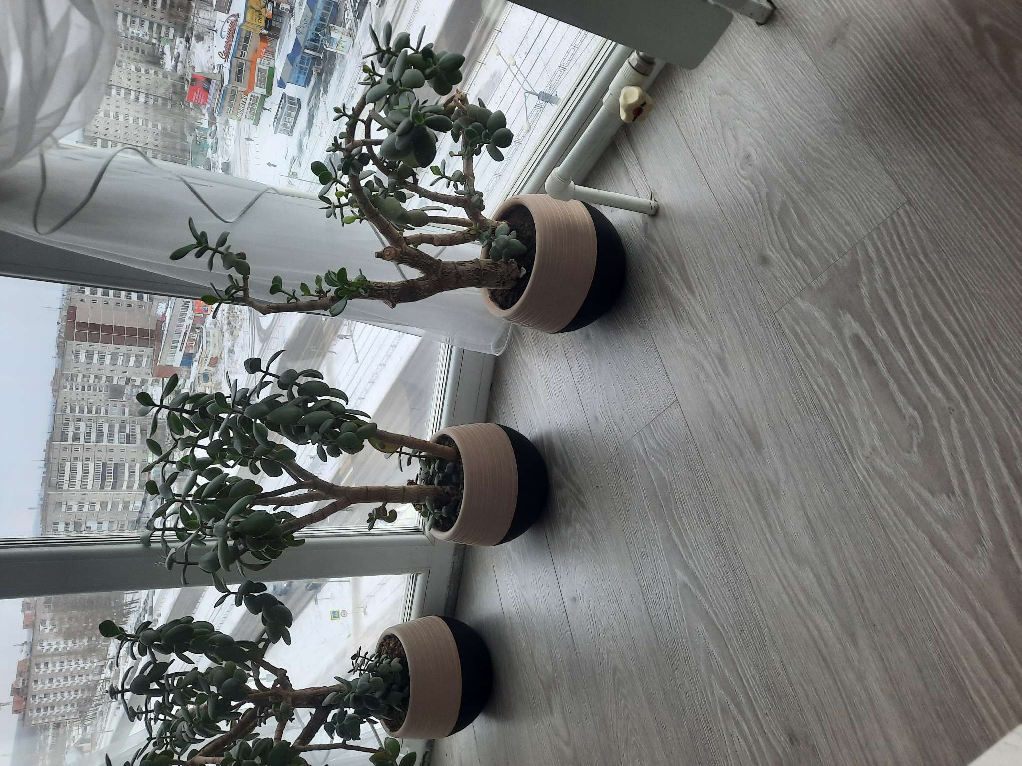 Фотография покупателя товара Горшок для цветов с поддоном «СибПолимер. Дуэт», 2.5 л, пластиковый, цвет шоколадный / кофе с молоком - Фото 2