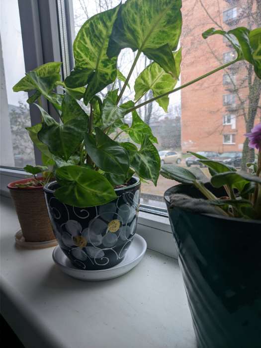 Фотография покупателя товара Горшок для цветов «Фиалка», 1 л, d=15 см, h=13 см, керамический, с поддоном - Фото 1