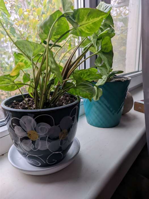 Фотография покупателя товара Горшок для цветов «Фиалка», 1 л, d=15 см, h=13 см, керамический, с поддоном - Фото 2