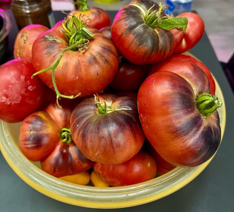 Фотография покупателя товара Семена Томат "Сибирский тигр", розовый, ц/п, индетерминантный,высокорослый , 0,2 г - Фото 1