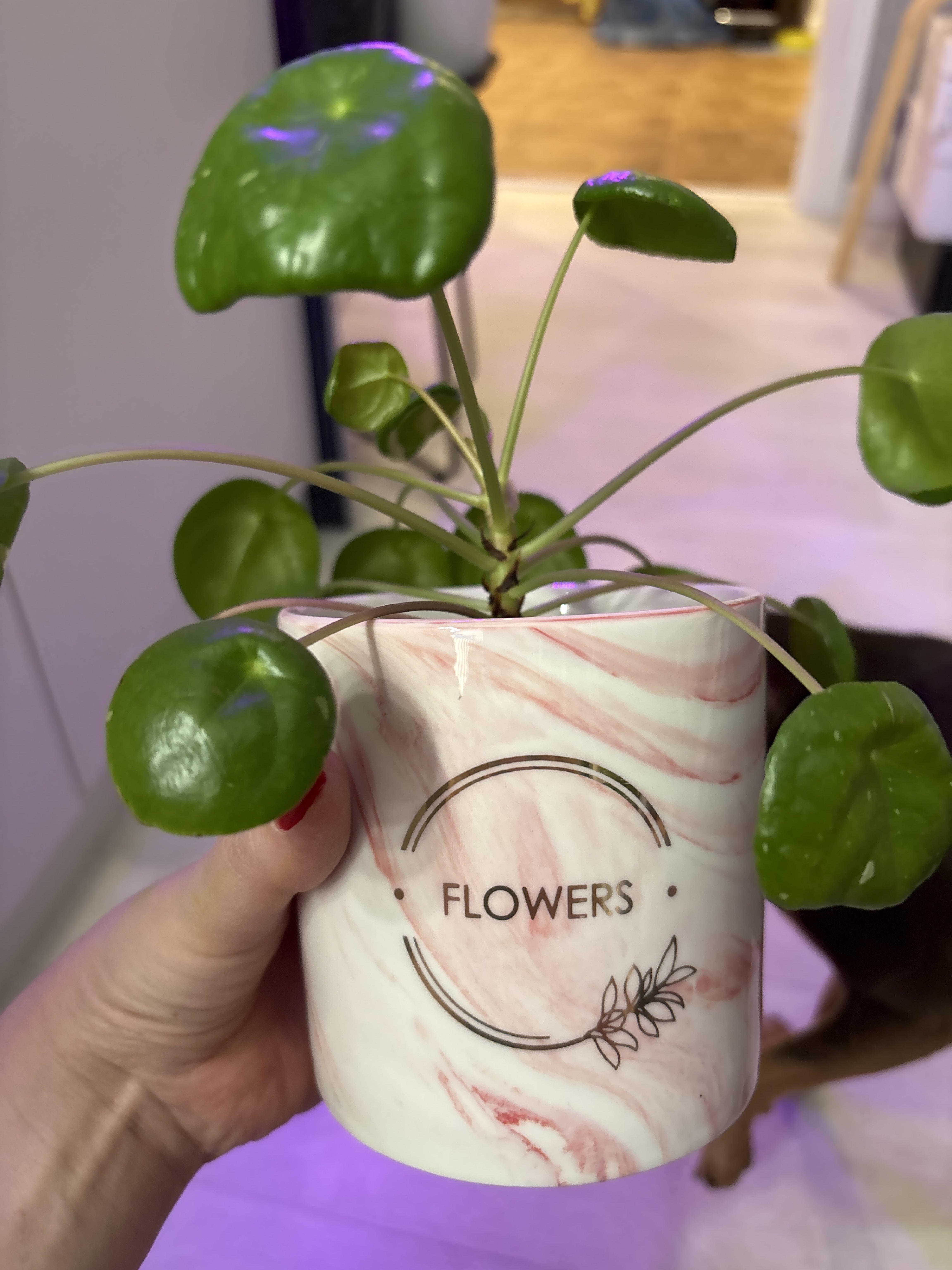 Фотография покупателя товара Кашпо для цветов с тиснением, «Цветы», 10 х 10 см - Фото 1