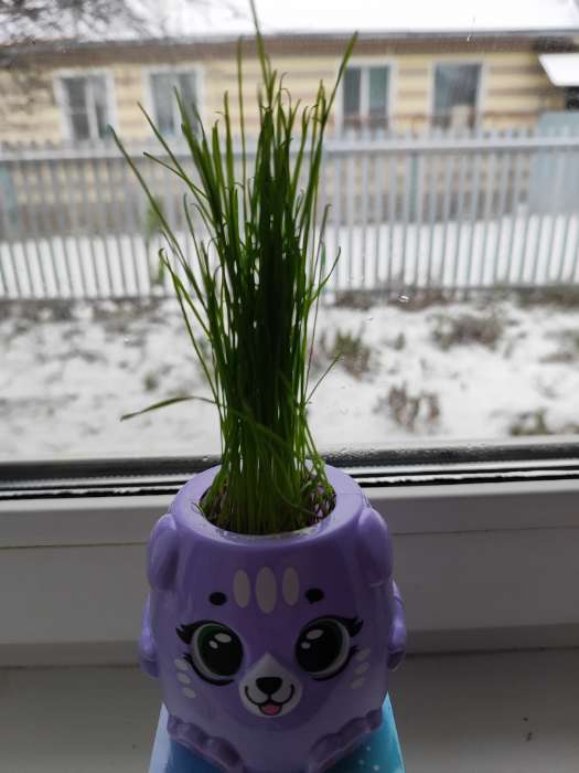 Фотография покупателя товара Набор для опытов, для детей «Пташки, выращиваем травку», растение в жёлтом горшочке - Фото 8