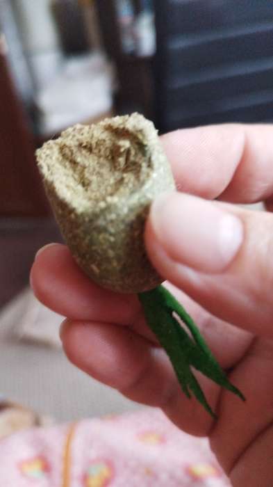 Фотография покупателя товара Игрушка для кошек из кошачьей мяты «Морковка», 5 см - Фото 1