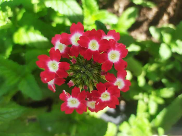 Фотография покупателя товара Семена цветов Вербена "гибридная Идеал" 0,2 г - Фото 3