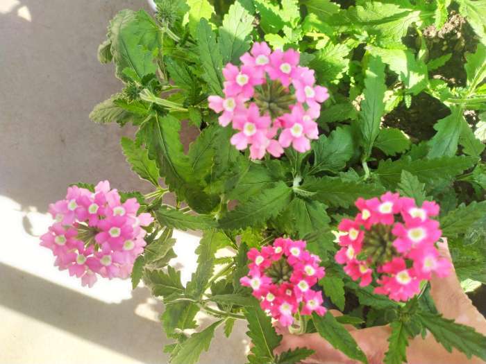 Фотография покупателя товара Семена цветов Вербена "гибридная Идеал" 0,2 г - Фото 1