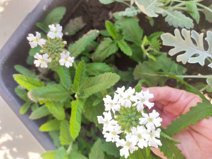 Фотография покупателя товара Семена цветов Вербена "гибридная Идеал" 0,2 г - Фото 2