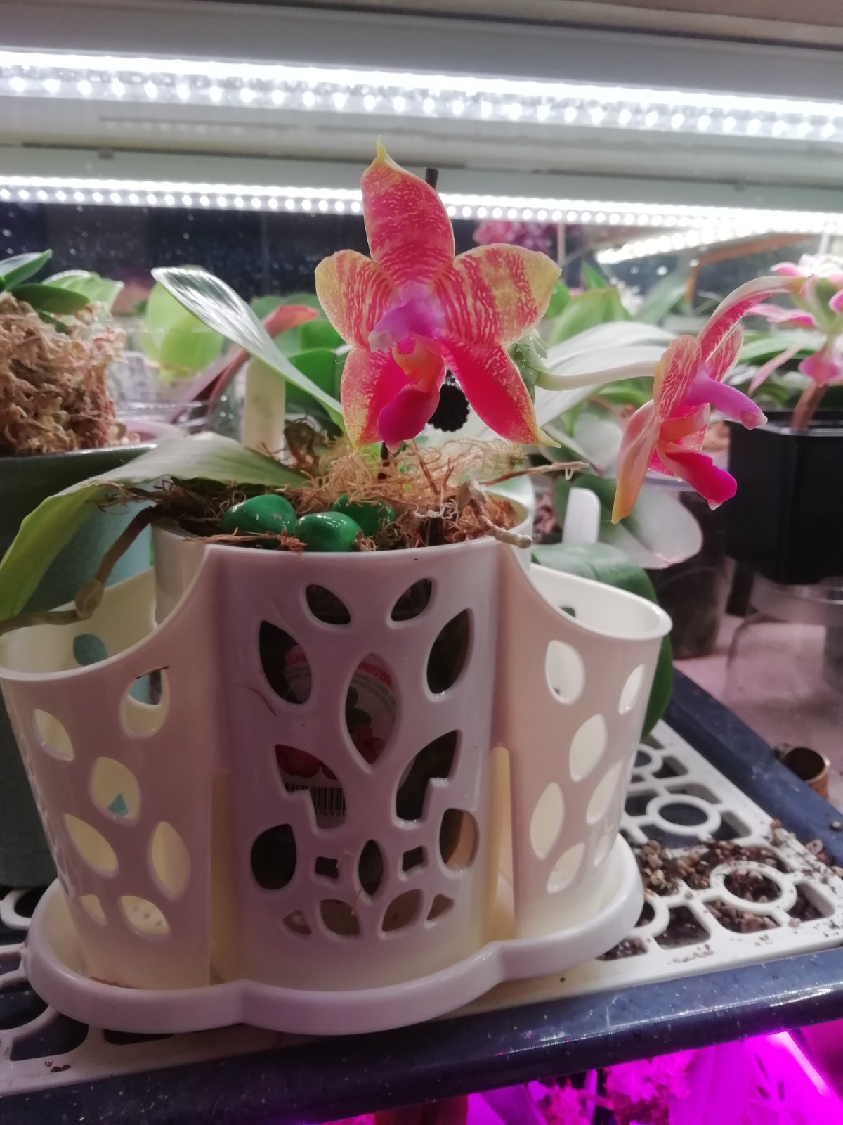 Фотография покупателя товара Подставка для столовых приборов Plastic Centre «Камелия», 3-х секционная, пластик, МИКС - Фото 1
