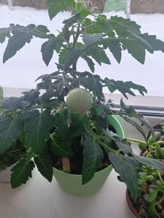 Фотография покупателя товара Семена Томат балконный «Морошка», детерминантный, низкорослый, 20 шт., «Агрофирма АЭЛИТА» - Фото 8