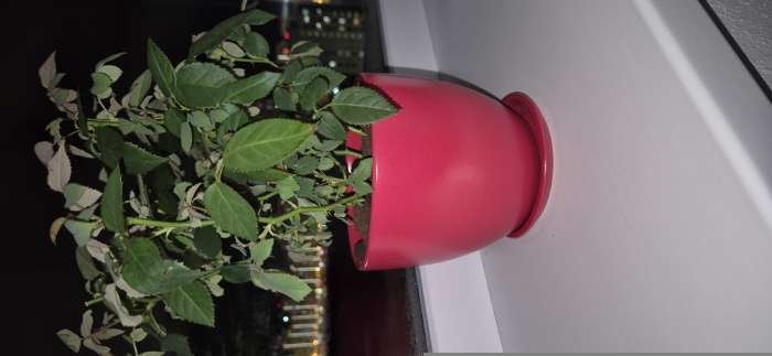 Фотография покупателя товара Горшок для цветов «Колор гейм», керамический, с поддоном, 2.5 л, красный - Фото 2