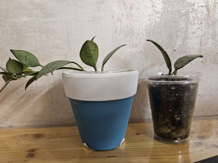 Фотография покупателя товара Горшок для цветов «Трапеция», 8×8×8 см - Фото 8