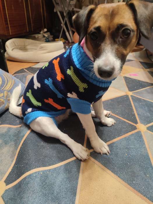 Фотография покупателя товара Свитер для животных, размер 14, ДС 40-55, ОШ 20-35, ОГ 36-51 см, расцветка МИКС - Фото 1