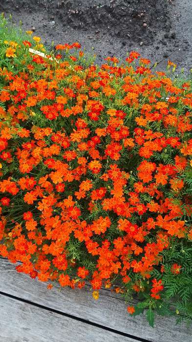 Фотография покупателя товара Семена цветов Бархатцы  "Карина оранжевая ", тонколистные, 0,05 г - Фото 13