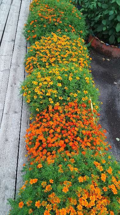 Фотография покупателя товара Семена цветов Бархатцы  "Карина оранжевая ", тонколистные, 0,05 г - Фото 15