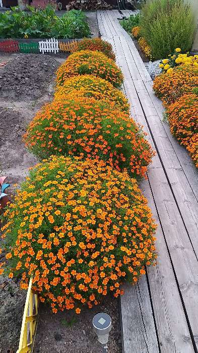 Фотография покупателя товара Семена цветов Бархатцы  "Карина оранжевая ", тонколистные, 0,05 г - Фото 17