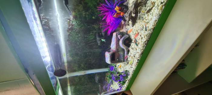 Фотография покупателя товара Растение искусственное аквариумное кустовое, 10 см, фиолетовое - Фото 1