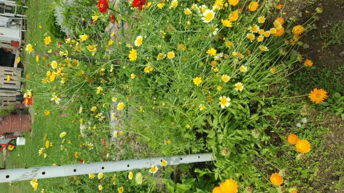 Фотография покупателя товара Семена цветов Хризантема увенчанная Махровая, смесь окрасок, О, 0,2 г - Фото 3