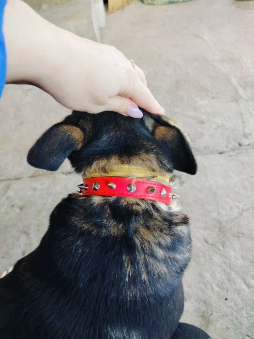 Фотография покупателя товара Ошейник с шипами «Лион», 45×2 см, ОШ 34-40 см, искусственная кожа, чёрный - Фото 1