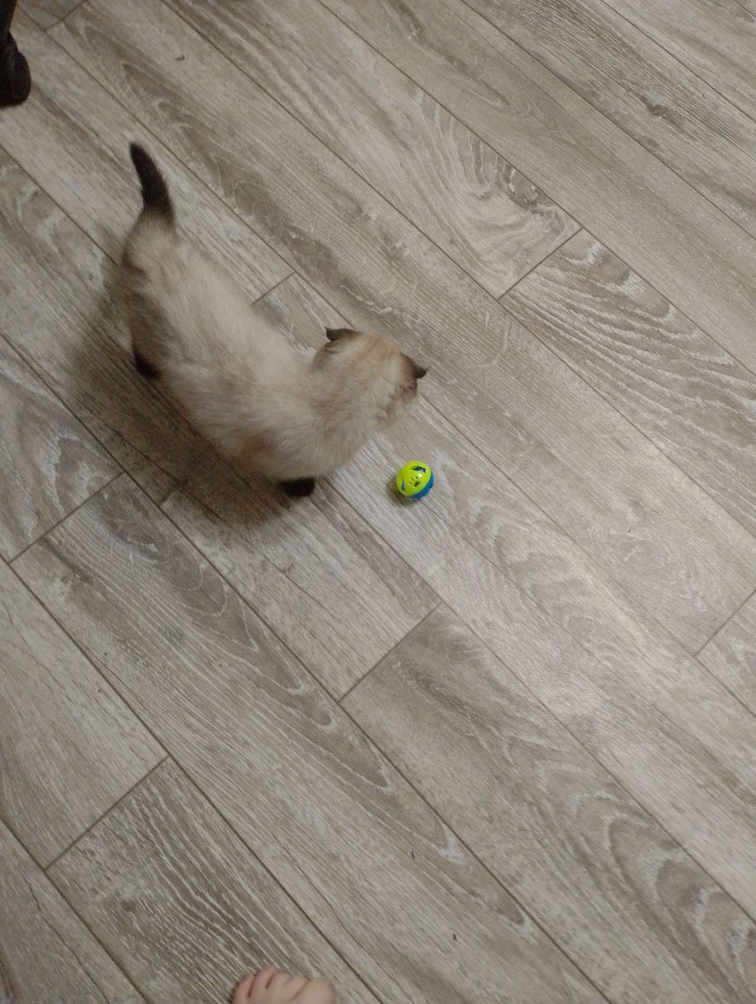 Фотография покупателя товара Набор шариков-погремушек «Рыбки и лапки», диаметр 3.8 см, 2 шт., желтый, синий - Фото 4