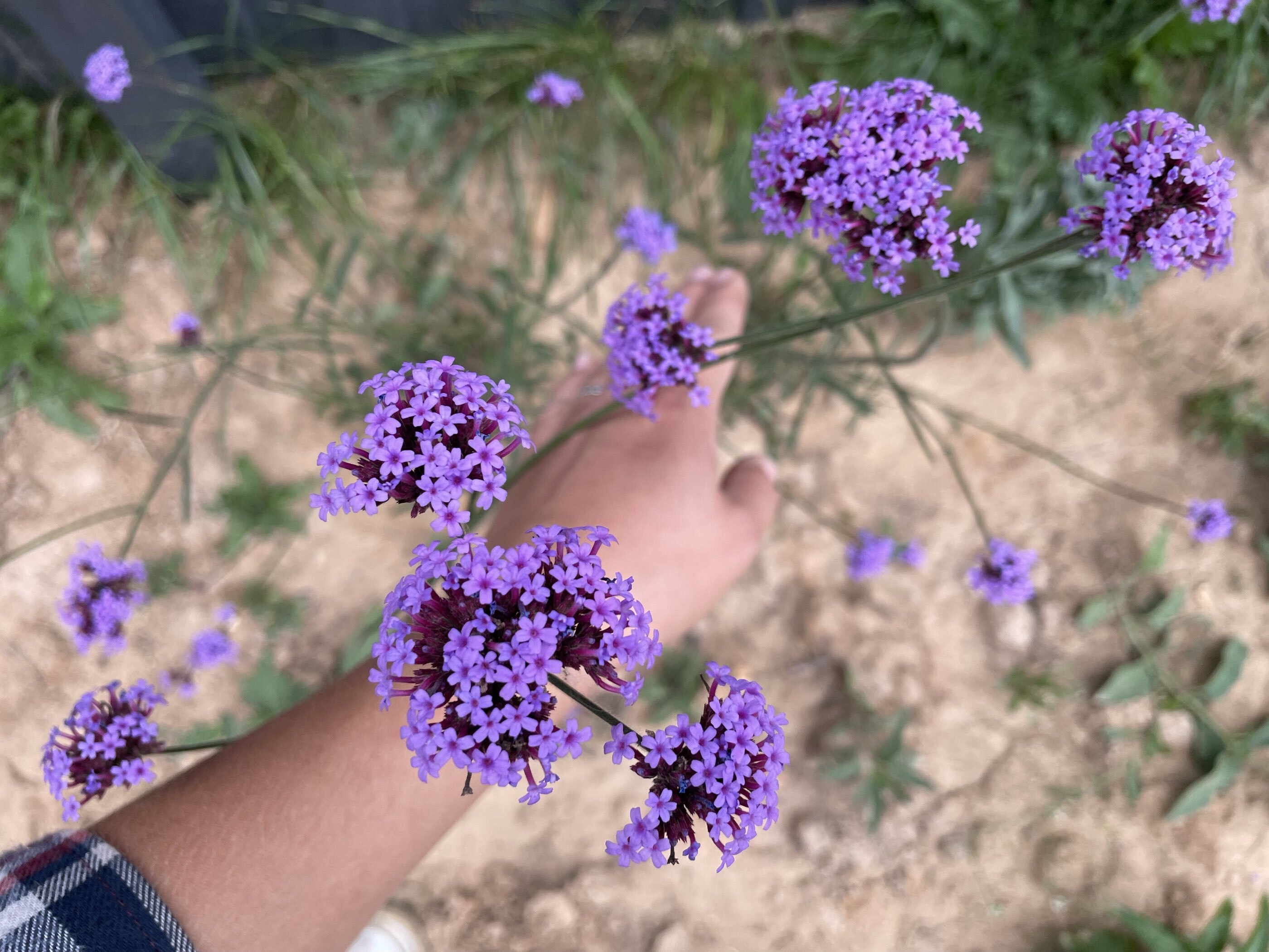 Фотография покупателя товара Семена цветов Семена цветов Вербена бонарская «Тщеславная Барышня», однолетник, 5 шт. - Фото 2