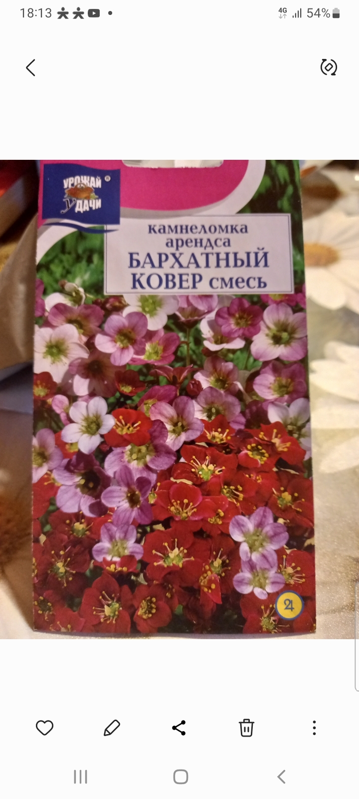 Фотография покупателя товара Семена цветов Камнеломка "Бархатный ковер", 0,01 г - Фото 1