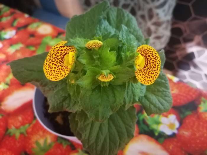 Фотография покупателя товара Семена комнатных цветов Глоксиния «Махровая смесь», F1, «Агроуспех», 5 шт. - Фото 21