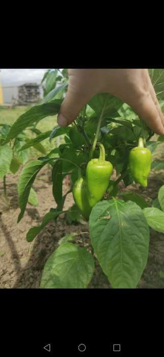 Фотография покупателя товара Семена Перец сладкий "Сиреневый Блеск", 0,1 г - Фото 4