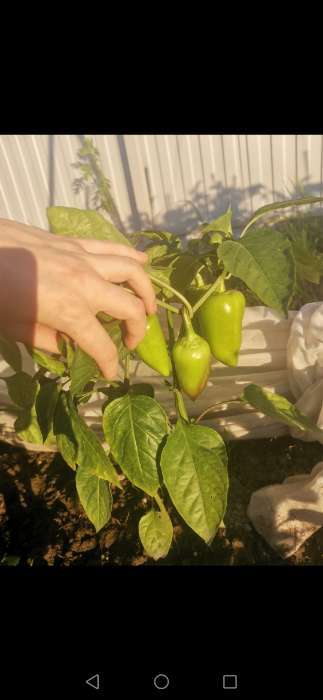 Фотография покупателя товара Семена Перец сладкий "Сиреневый Блеск", 0,1 г - Фото 2