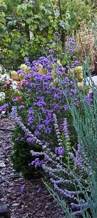 Фотография покупателя товара Семена цветов Семена цветов Вербена бонарская «Тщеславная Барышня», однолетник, 5 шт. - Фото 1